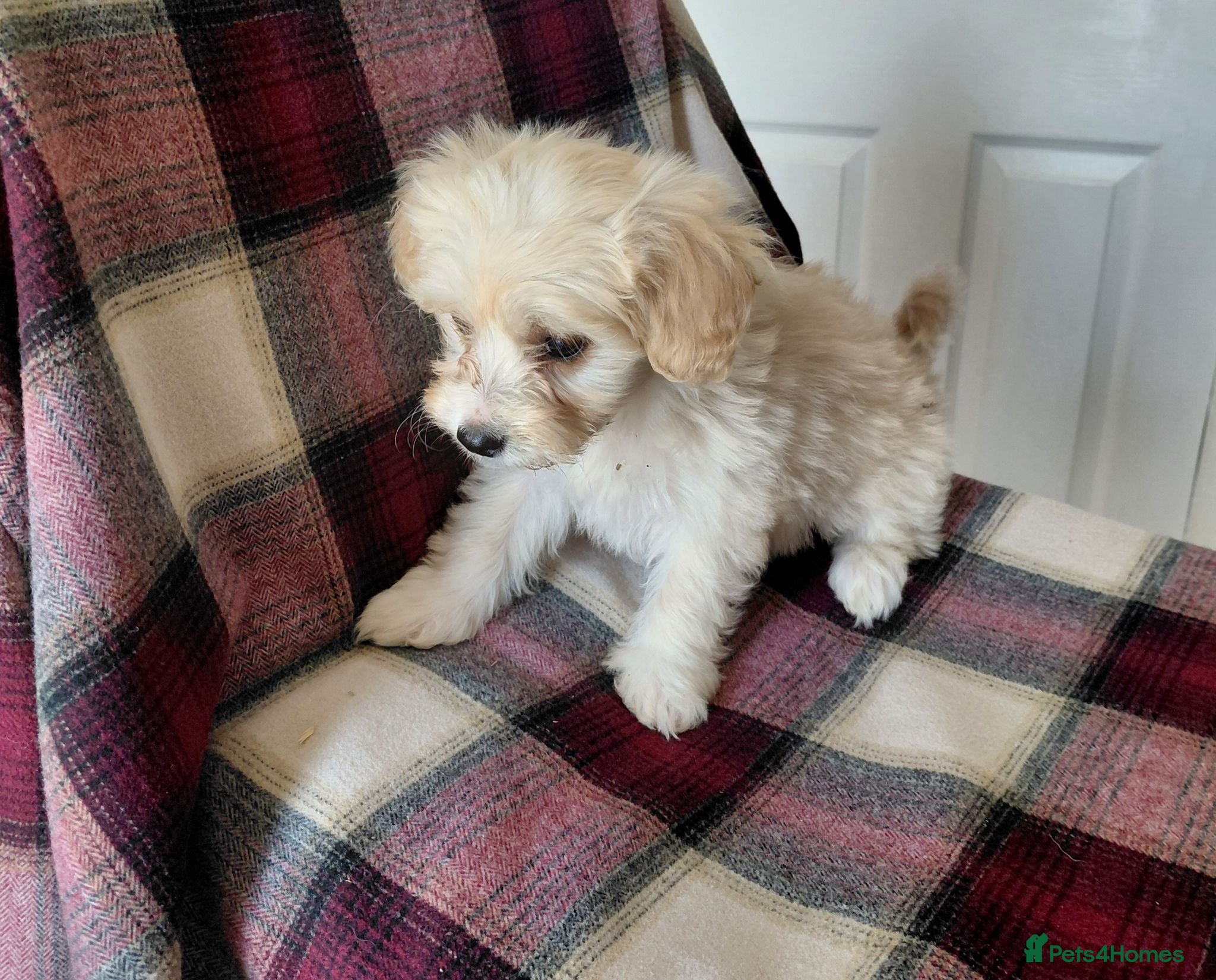 Maltipoo dogs Champagne Maltipoo PUPPY 1 GIRL LEFT - Advert 2