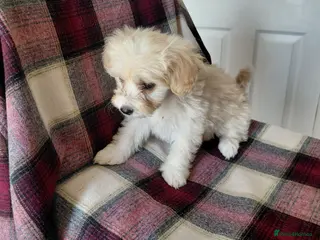 Maltipoo dogs Champagne Maltipoo PUPPY 1 GIRL LEFT - Advert 2