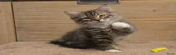 Siberian cats for sale: Siberian kittens looking for new homes  - Advert 5