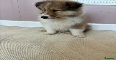 Rough Collie dogs - Advert 2