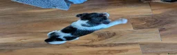 Jack Russell dogs for sale: Short legged jack Russell  - Advert 5