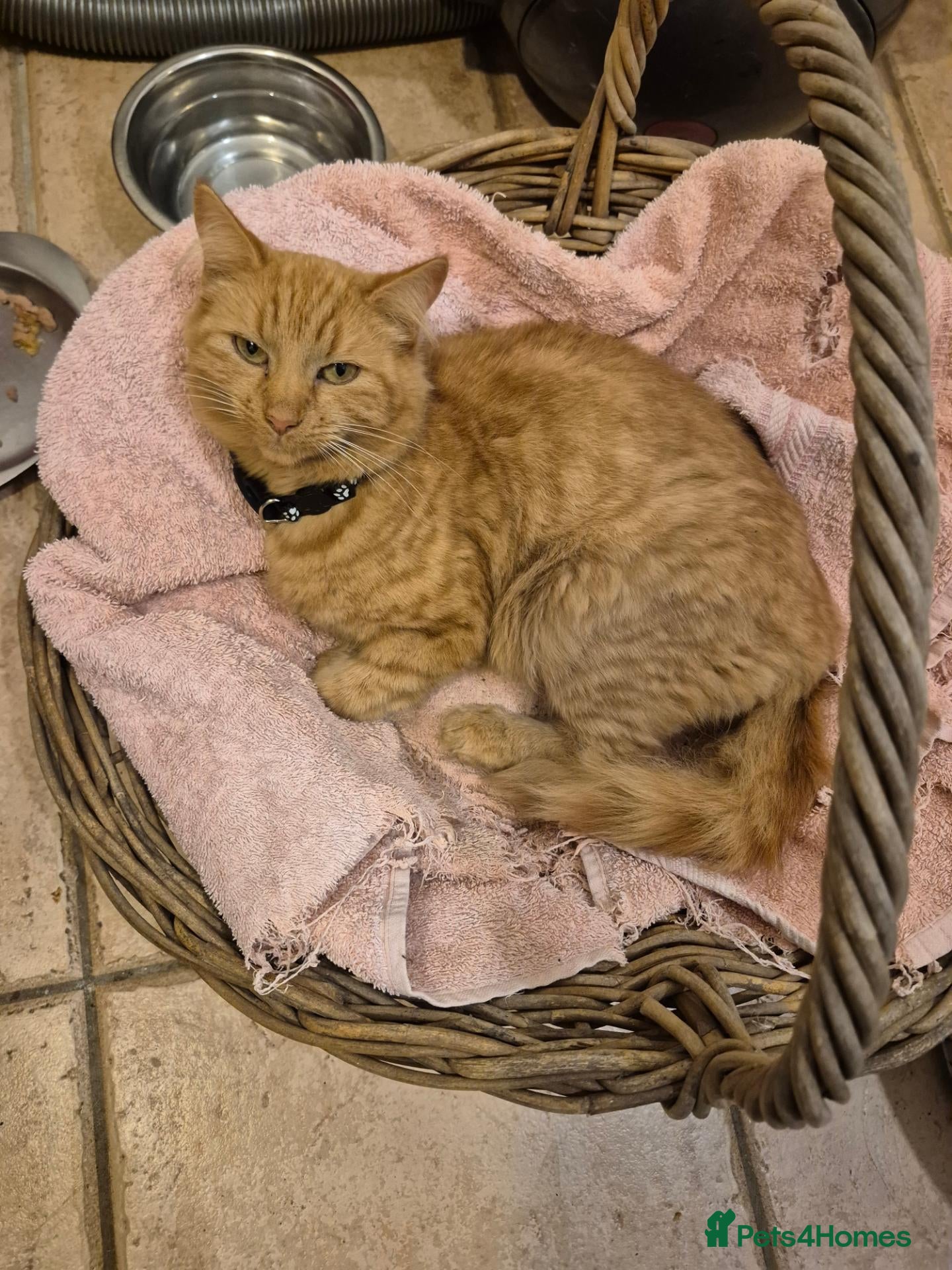Mixed Breed cats Kittens for sale  - Advert 15