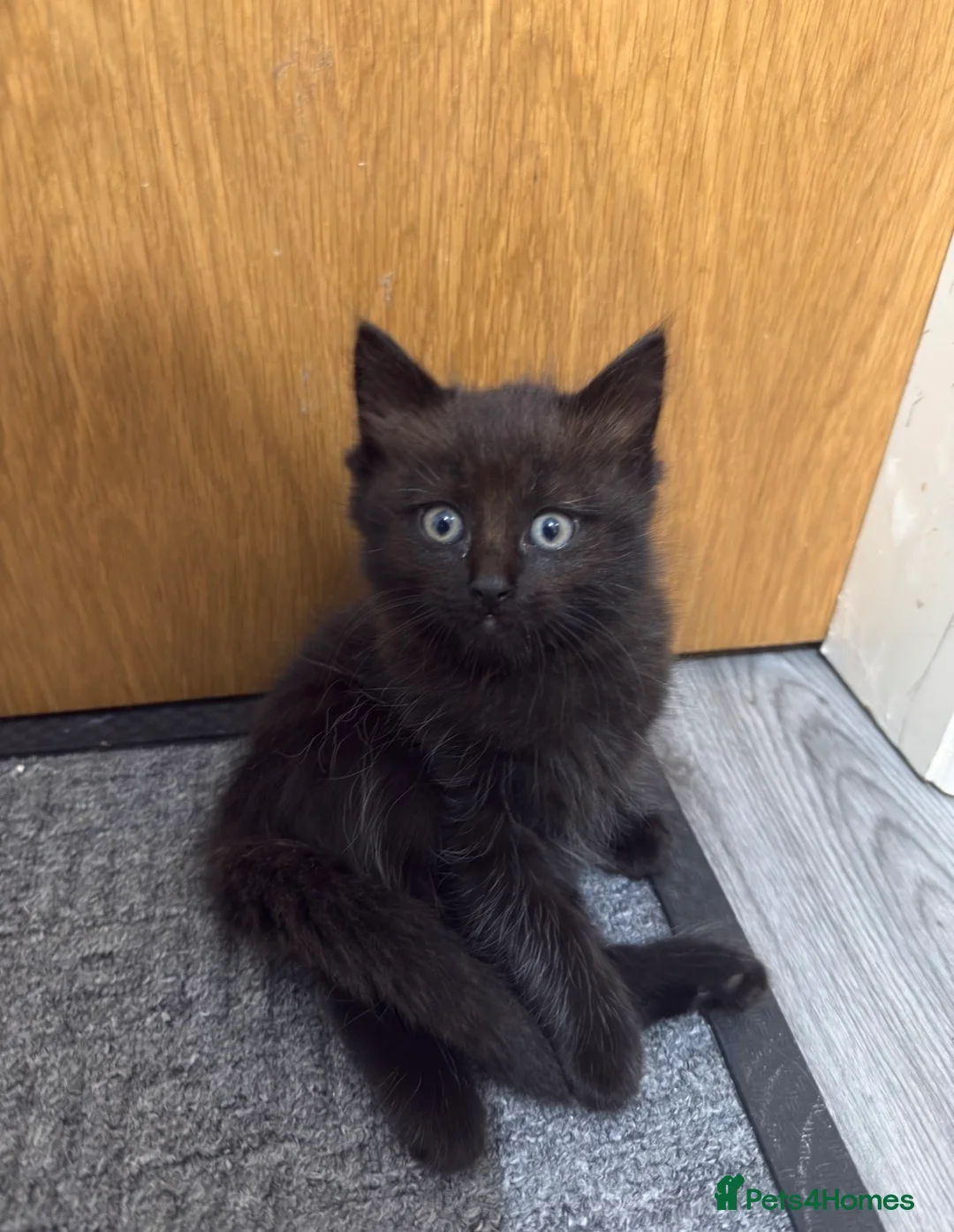 Mixed Breed cats for sale: Beautiful kitten Ragdoll & British Shorthair mix - Advert 6