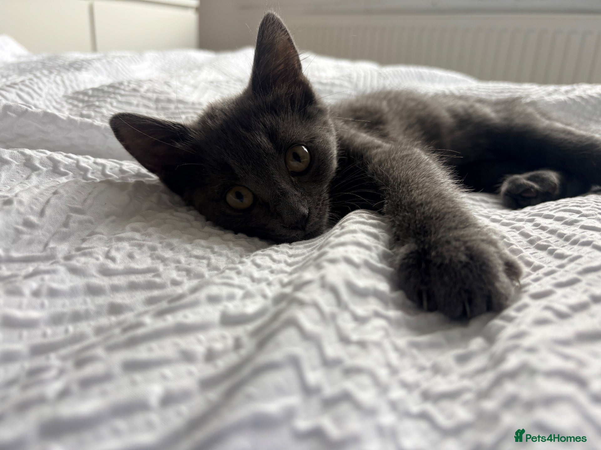 British Shorthair cats Make kitten  - Advert 6
