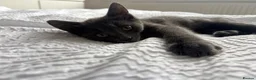 British Shorthair cats for sale: 1 kitten 2 cats for rehoming.  - Advert 6
