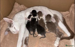 Oriental cats for sale: Gorgeous GCCF reg Orientals For Sale  - Image 6