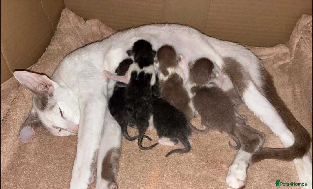 Oriental cats for sale: Gorgeous GCCF reg Orientals For Sale  - Image 6