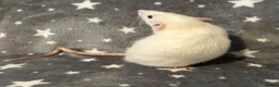 Rat rodents for sale: Older Dumbo Rats 5+months Male and Female  - Advert 4