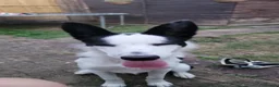 Border Collie dogs for sale: Max 7 months  - Advert 2