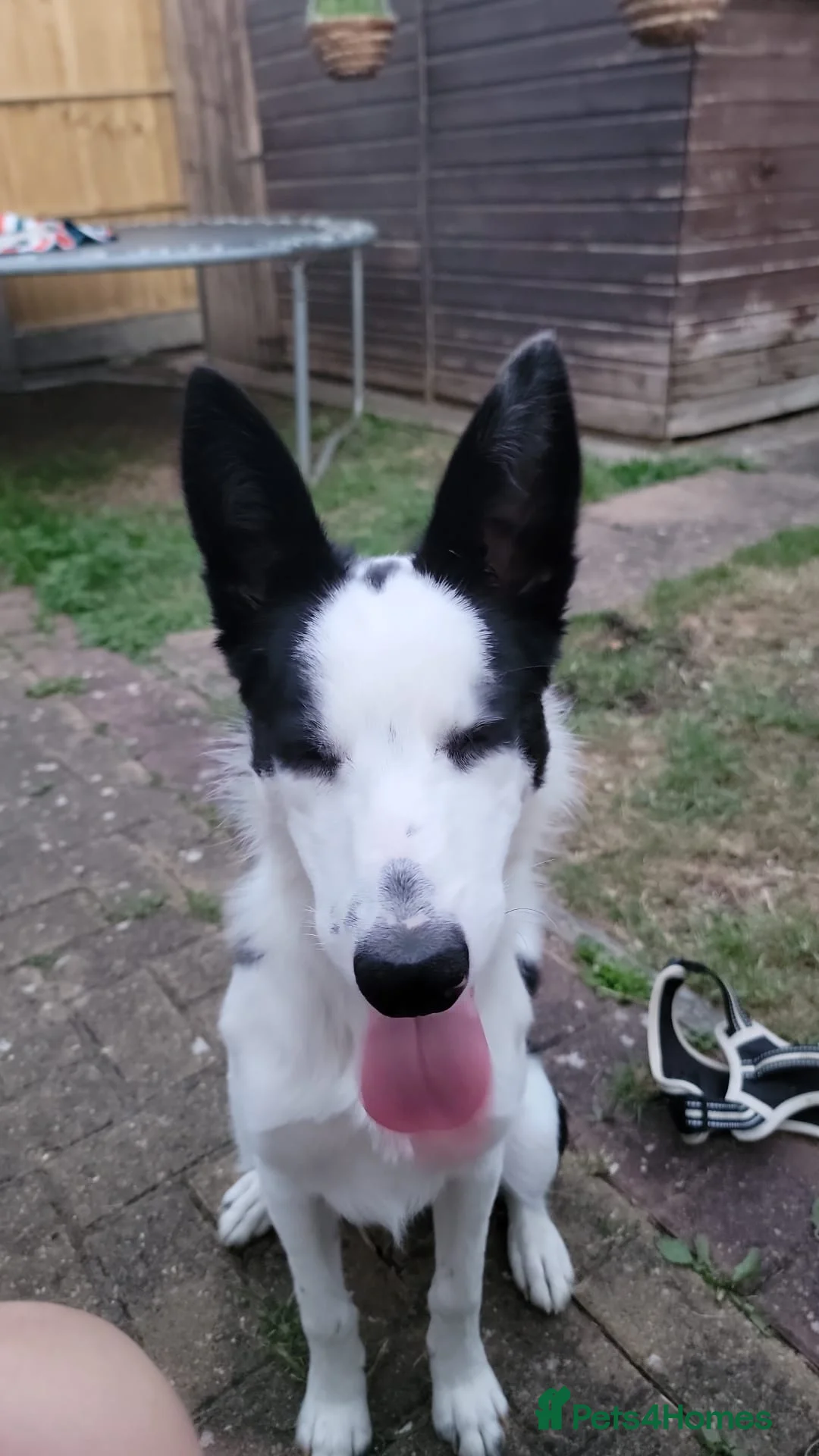 Border Collie dogs for sale: Max 7 months  - Advert 2