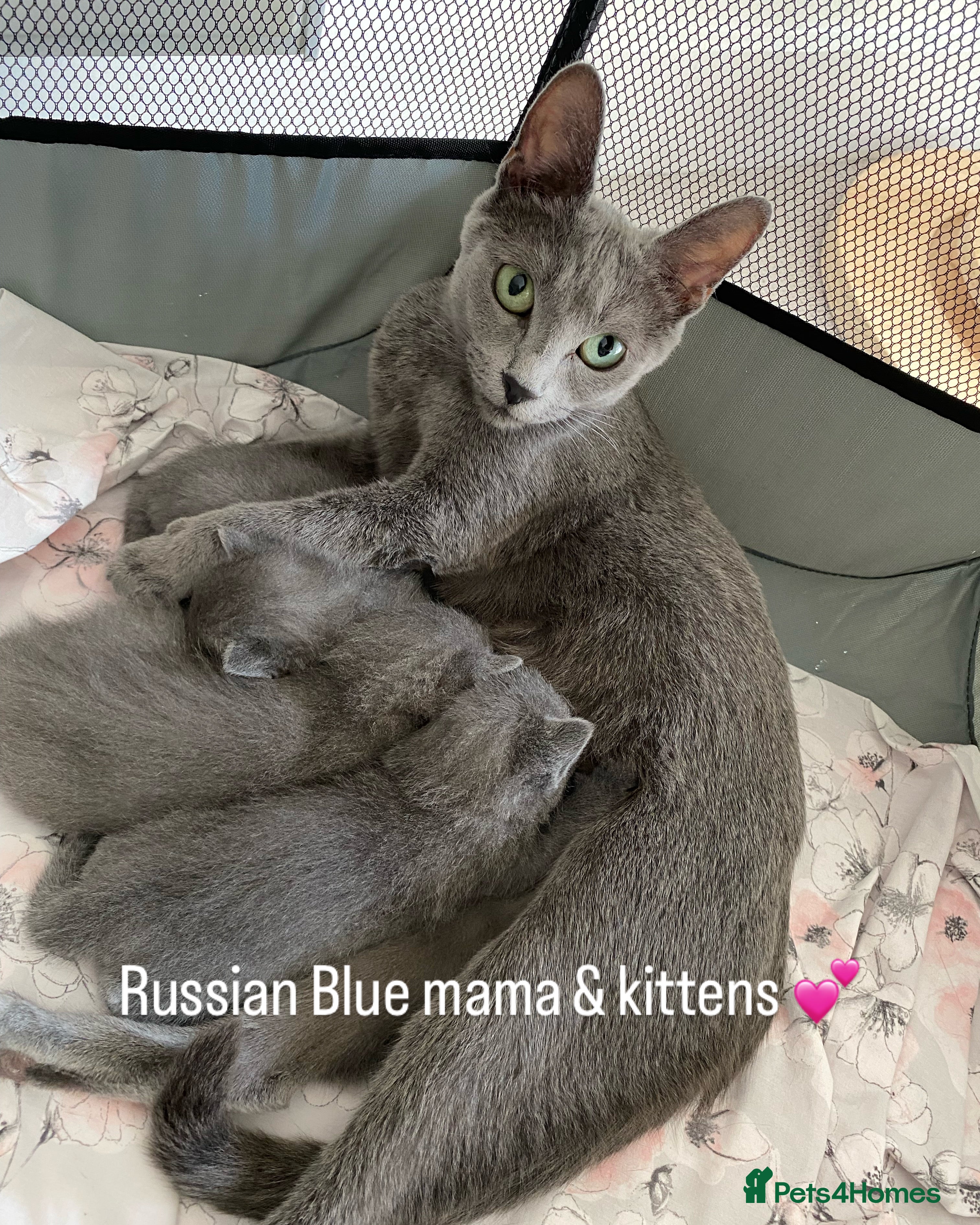 Russian Blue cats Russian blue kittens - Advert 4