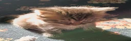 Mixed Breed cats for sale: 2 very fluffy kittens - Advert 11