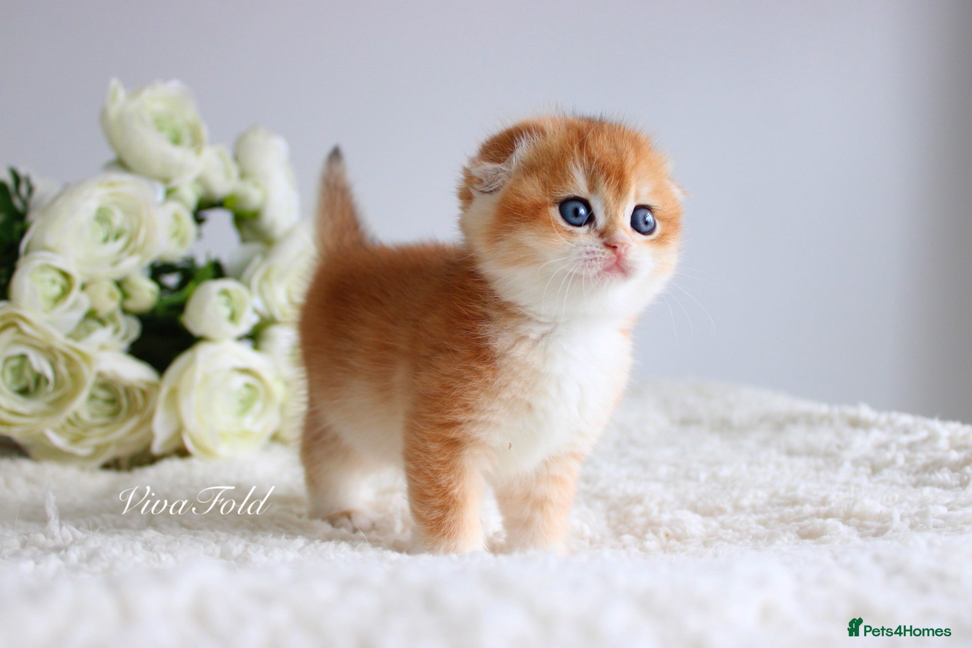 Scottish Fold cats Rare & Exclusive Golden Chinchilla Babies  - Advert 12