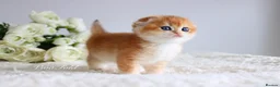 Scottish Fold cats for sale: Rare & Exclusive Golden Chinchilla Babies  - Advert 1