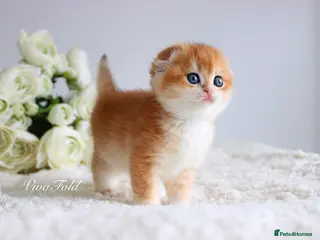 Scottish Fold cats Rare & Exclusive Golden Chinchilla Babies - Advert 12