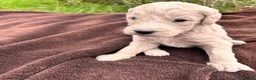 Mini Goldendoodle dogs for sale: F1B Medium Goldendoodles in Bury Saint Edmunds - Advert 7