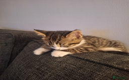 Mixed Breed cats for sale: Beautiful male kitten  - Image 2