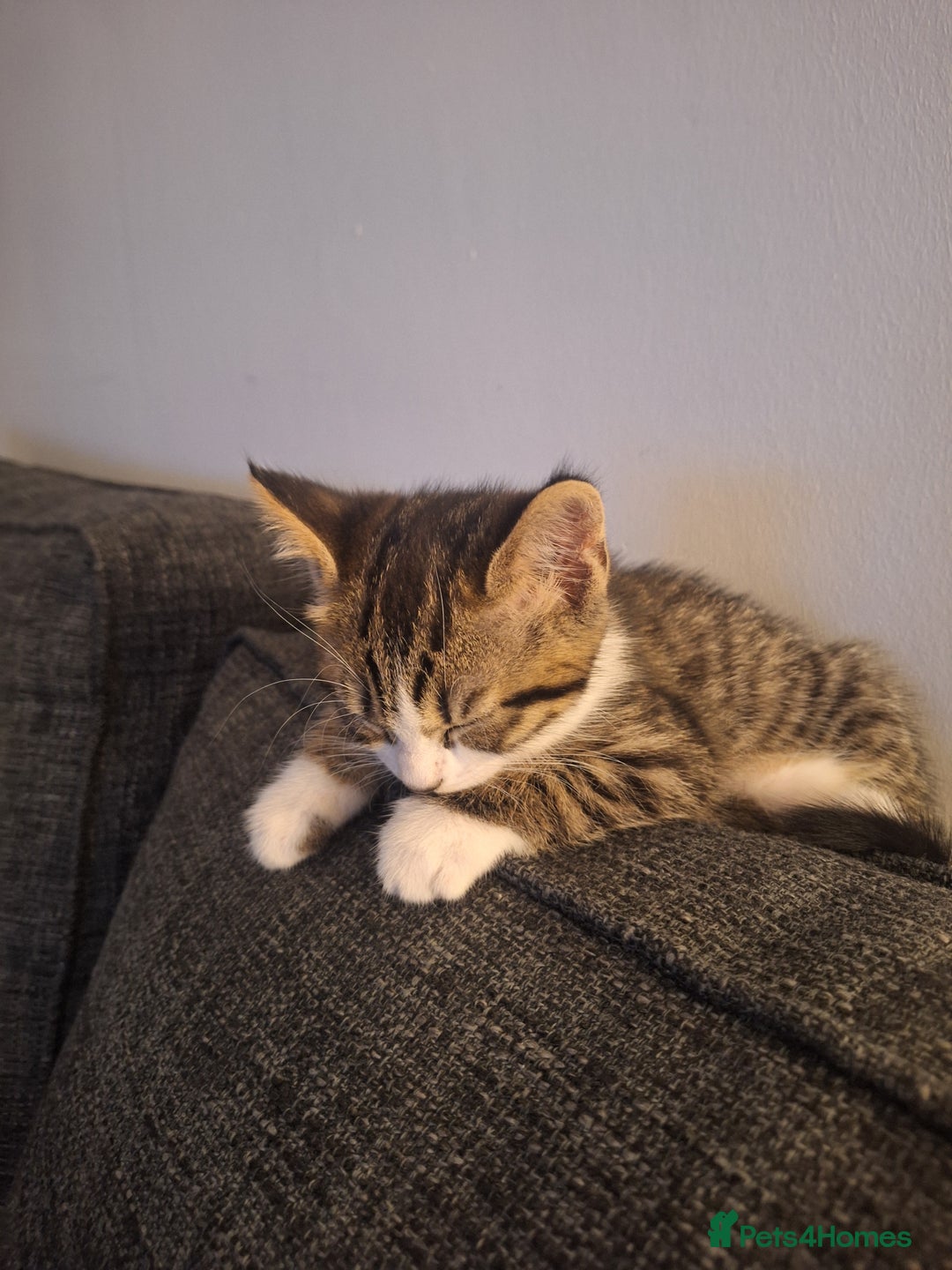 Mixed Breed cats for sale: Beautiful male kitten  - Image 2