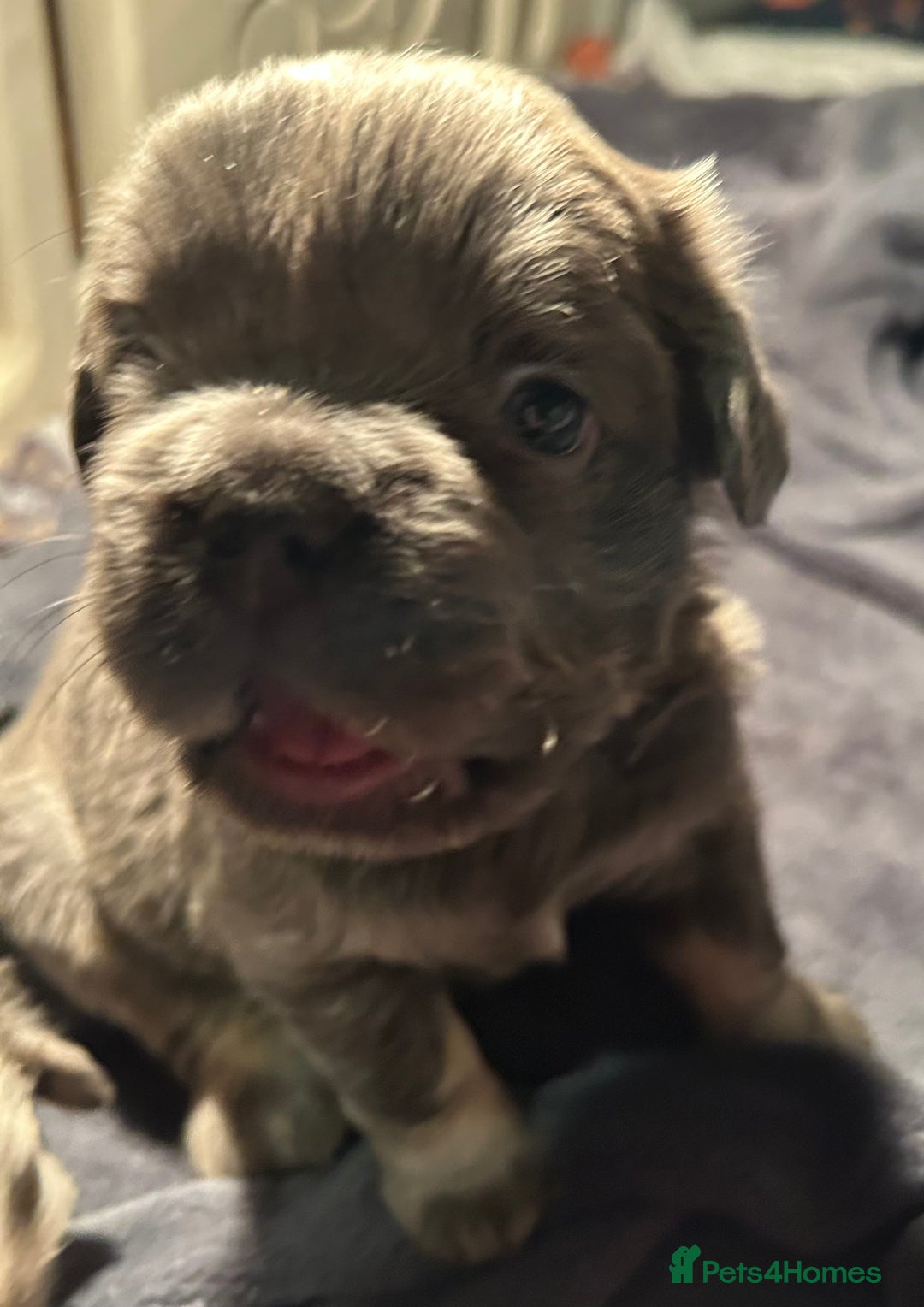 French Bulldog dogs for sale: 🐾🔥 Fluffy French bulldogs 🔥🐾 - Advert 16