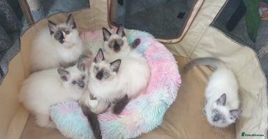 Ragdoll cats - Advert 1