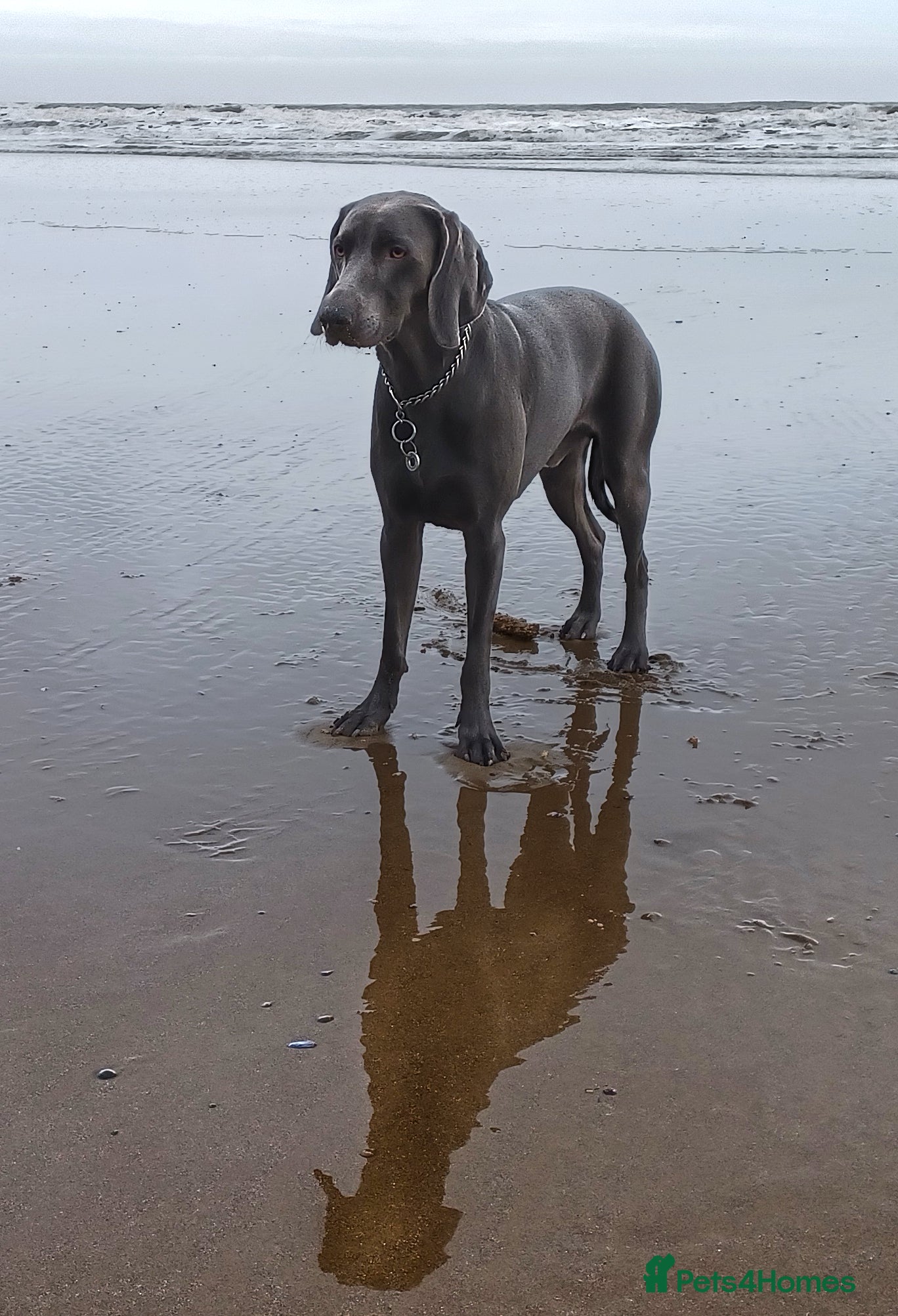 Weimaraner dogs No Cost 1 Year Old Blue Weimaraner For Stud - Advert 3