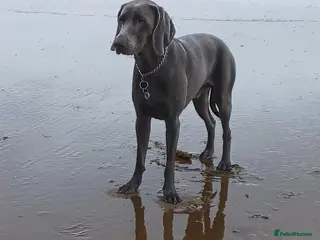 Weimaraner dogs No Cost 1 Year Old Blue Weimaraner For Stud - Advert 3