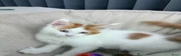 Maine Coon cats for sale: Maine coon kittens  - Advert 2