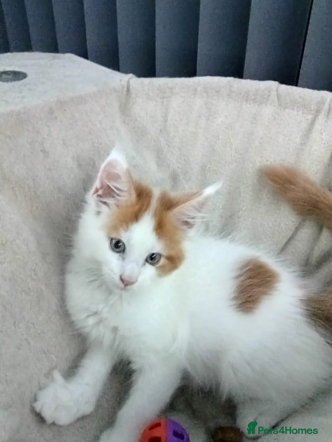 Maine Coon cats for sale: Maine coon kittens  - Advert 2