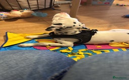 Dalmatian dogs for sale: Dalamatian puppy for sale  - Image 4