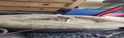 Sphynx cats for sale: Beautifull sphynx kittens for sale. - Advert 16