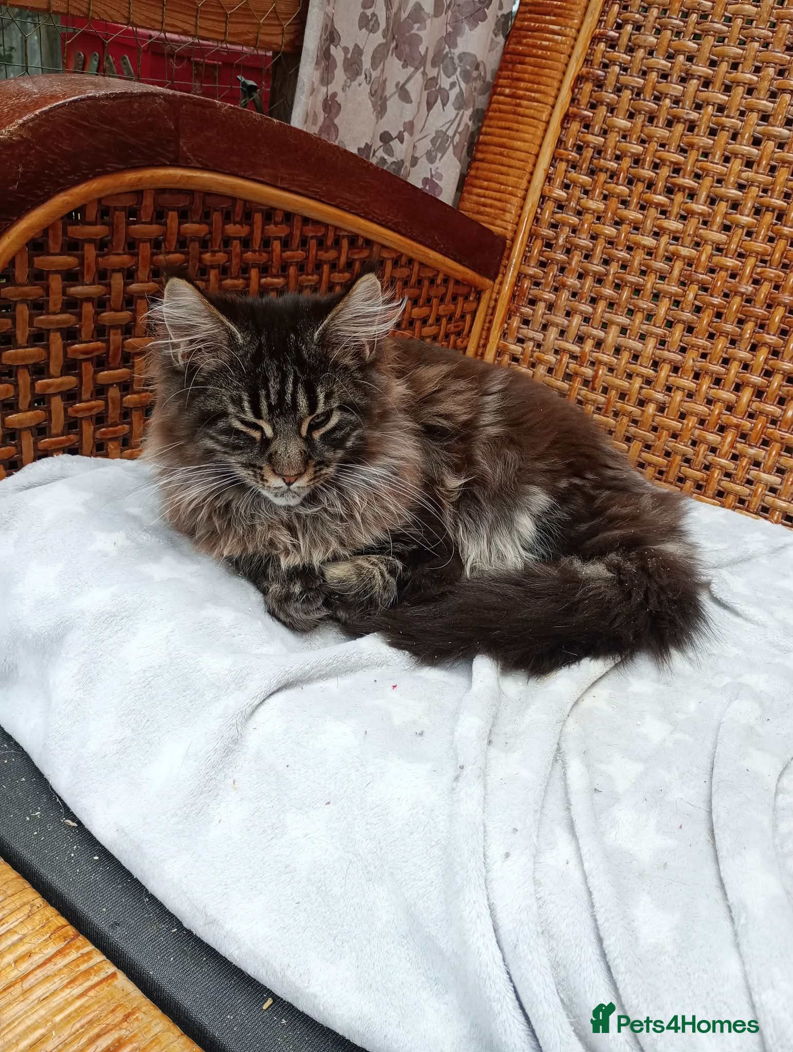 Maine Coon cats Maine coon xl pedigree active - Advert 3