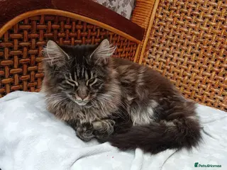 Maine Coon cats Maine coon xl pedigree active - Advert 4