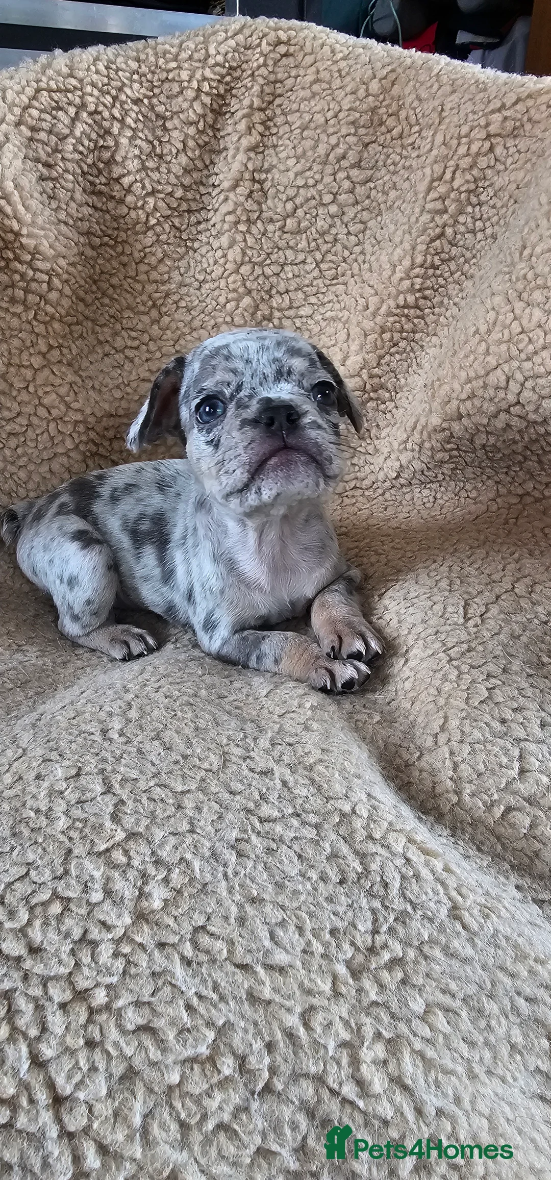 French Bulldog dogs for sale: French bulldog puppies  - Advert 2