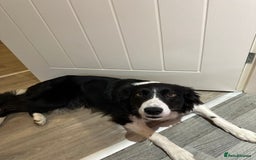 Border Collie dogs for sale: Bam & Flo - Image 9