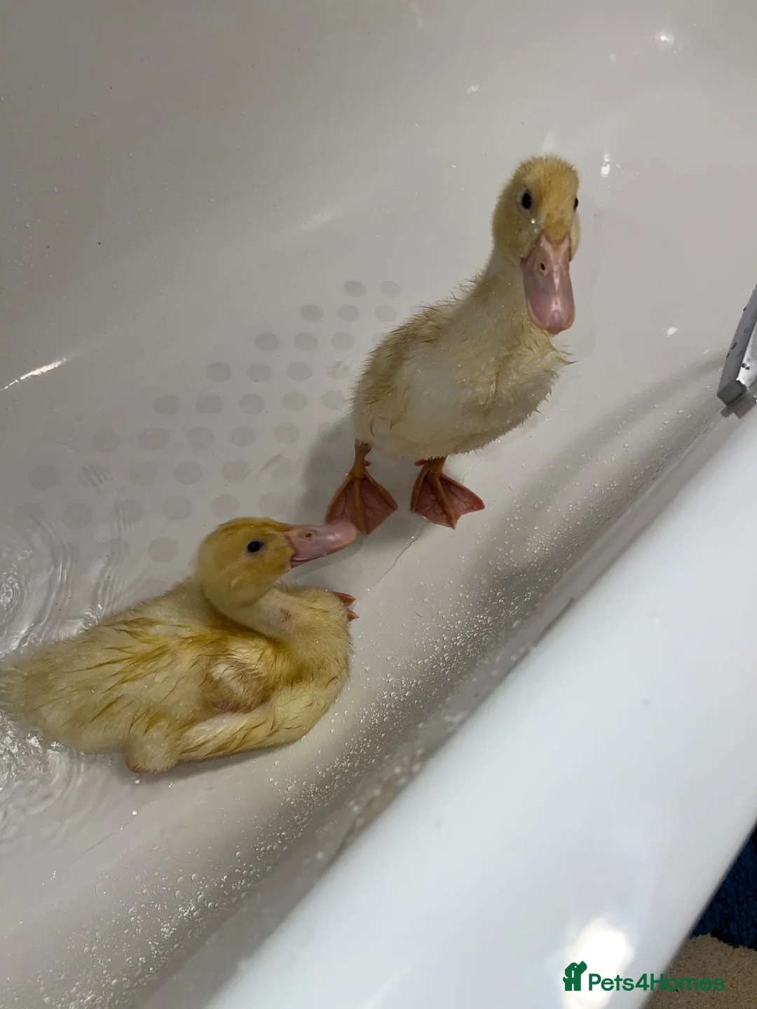 Ducks poultry for sale: 2 cherry valley ducklings  in Manchester - Advert 3