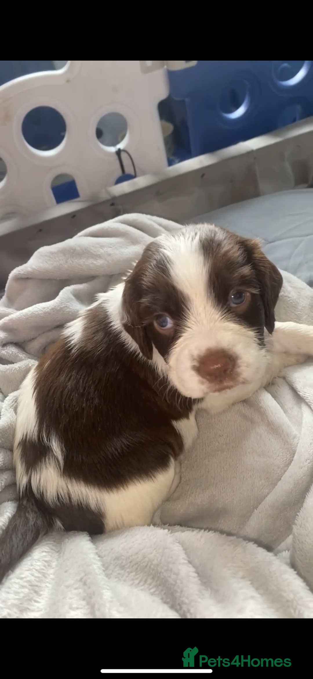 Sprocker dogs for sale: Sprocker spaniel puppy’s  - Advert 4
