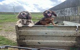 Cocker Spaniel dogs for sale: Cocker spaniel puppies for sale.  - Image 4
