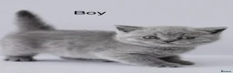 British Shorthair cats for sale: British shorthair kittens  - Advert 9