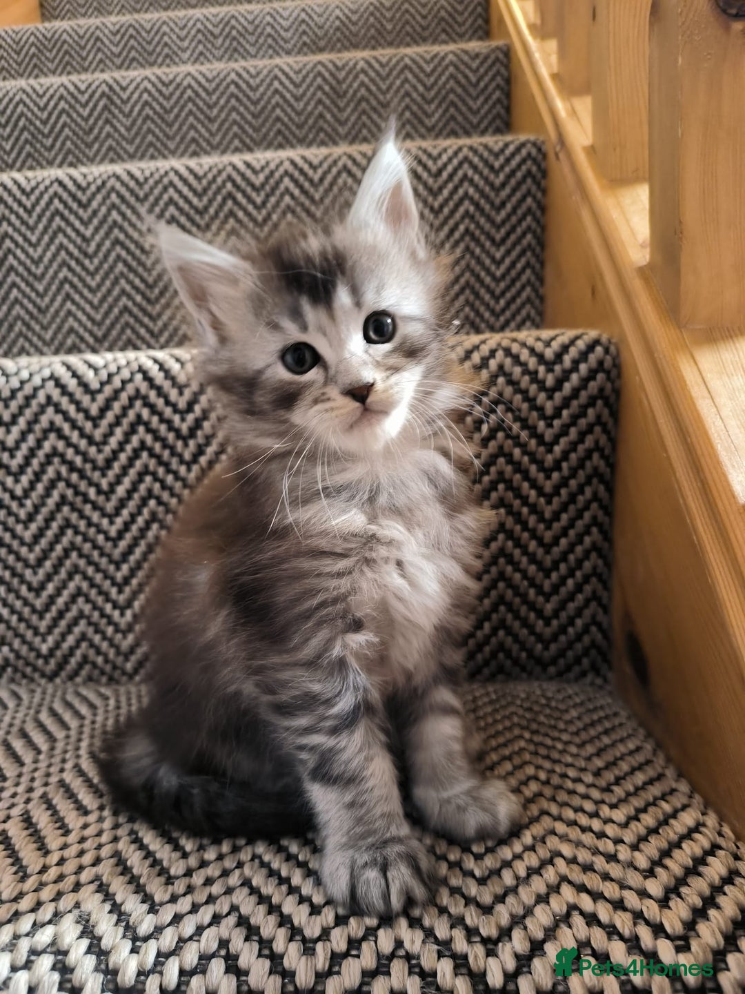 Maine Coon cats for sale: Maine Coon Kittens - Advert 3
