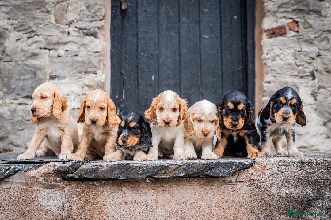 Cocker Spaniel dogs Show type KC reg puppies for sale.  - Advert 1