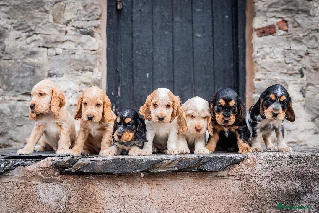 Cocker Spaniel dogs for sale: Show type KC reg puppies for sale.  - Advert 1