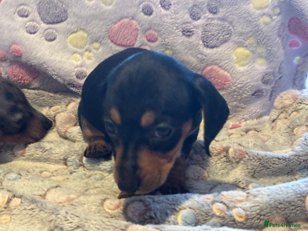 Dachshund dogs for sale: Stunning Miniature Dachshund Pups - Image 2