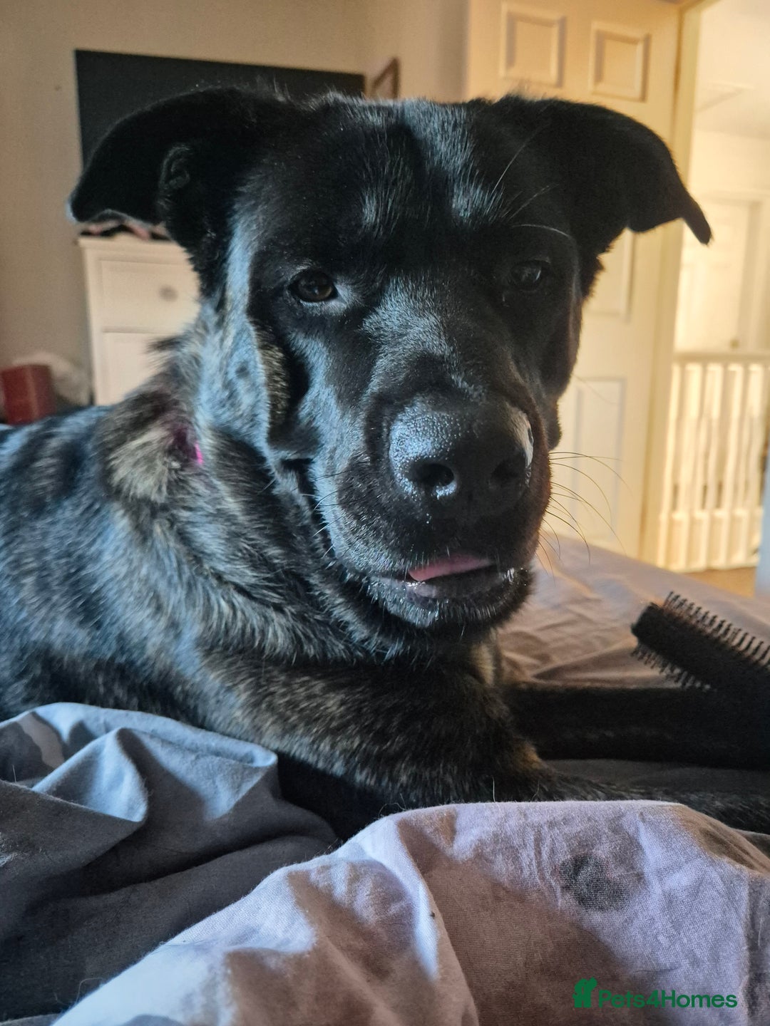 Mixed Breed dogs for sale: Akita cross presa canario  - Image 5