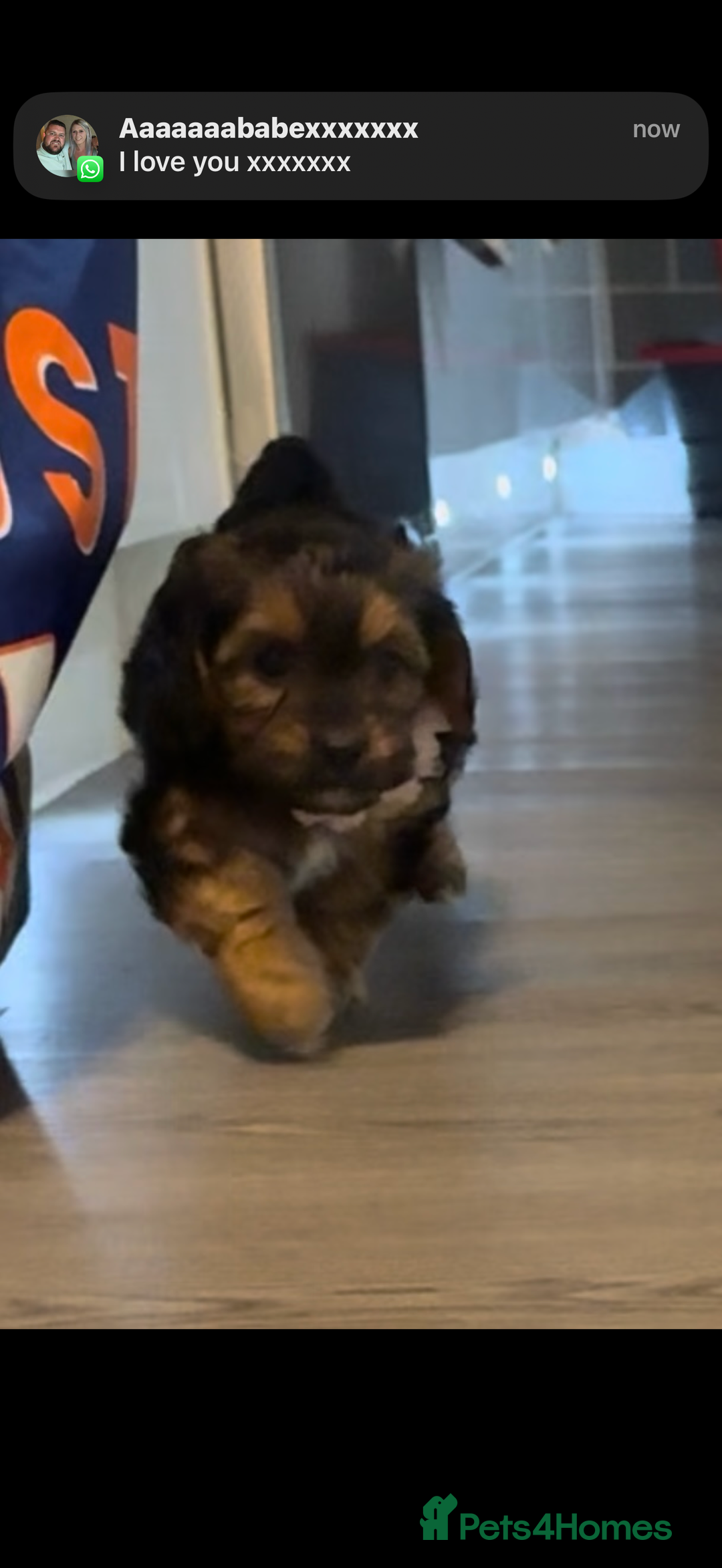 Mixed Breed dogs for sale: Shihtzu cross cocapoo (shihpoo) puppies  - Advert 14