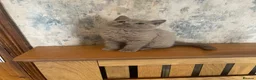 British Shorthair cats for sale: 2 lilac BSH Boys READY THIS WEEK - Advert 3