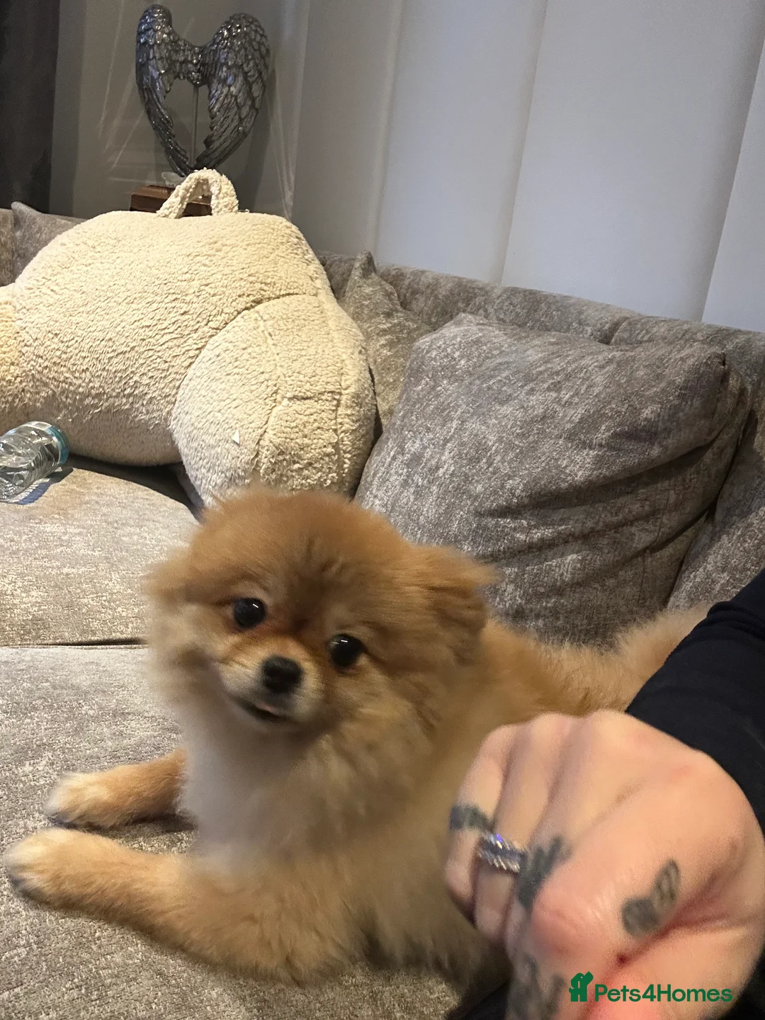 Pomeranian dogs for sale: Toy Pomeranians  in Belvedere - Advert 2