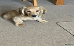 Miniature Dachshund dogs for sale: Cream Long/haired Miniature Daschund  - Image 2