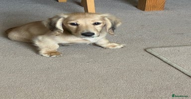 Miniature Dachshund dogs - Advert 8