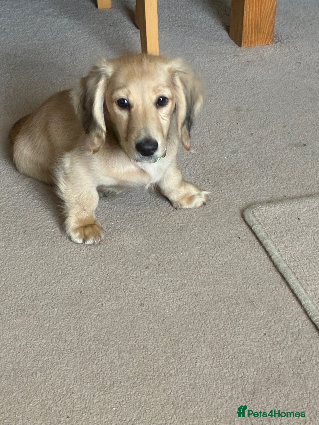 Miniature Dachshund dogs for sale: Cream Long/haired Miniature Daschund  - Image 2