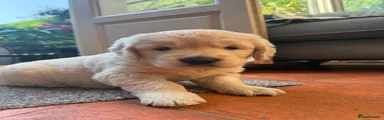Golden Retriever 1